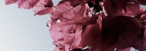 Pelvic Wellness Center in Eugene and Salem, OR.